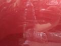 дверь задняя правая Mazda CX-5 1 поколение 2013, 2.2 л., SH-VPTS, дизель, АКПП, 41g, внедорожник 5 дв., передний привод, KDY37202XE, KS0168520A02 - фото №7