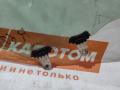 стекло двери передней правой Suzuki Grand Vitara 2 поколение 2007, 2.0 л., J20A, бензин, АКПП, za5, внедорожник 5 дв., полный привод, 43R-00034, 43R-00034 - фото №2